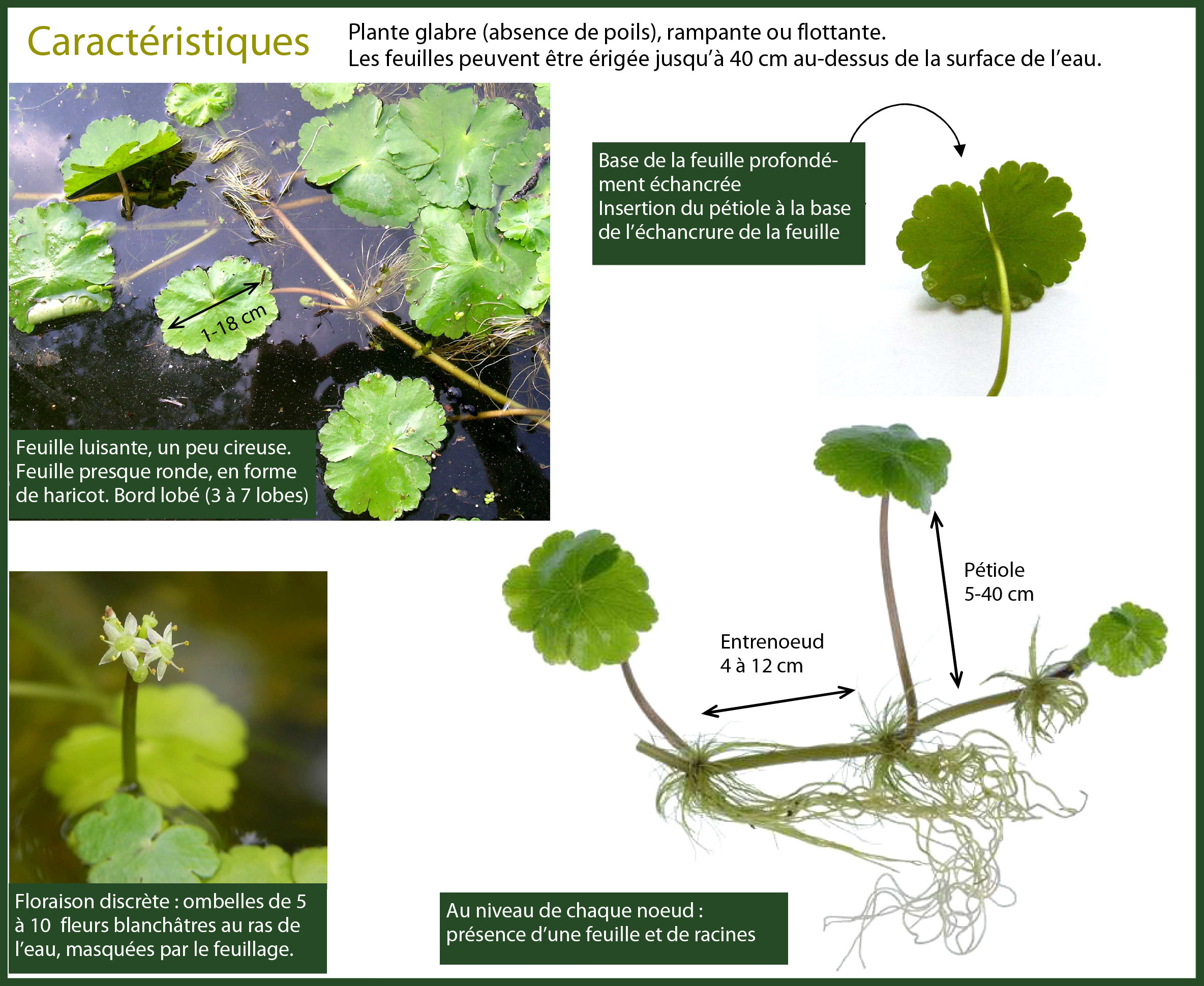 Nouvelle algue invasive sur le Loiret : L'Hydrocotyle fausse-renoncule. |  Le Brochet Olivetain